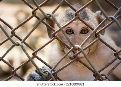 Asian Monkey In A Steel Cage