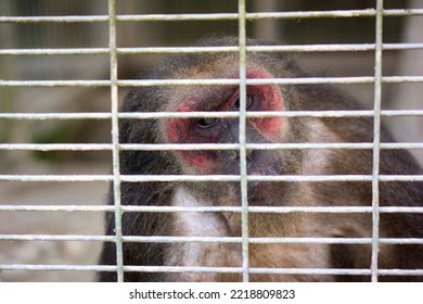 Asian Monkey In A Steel Cage