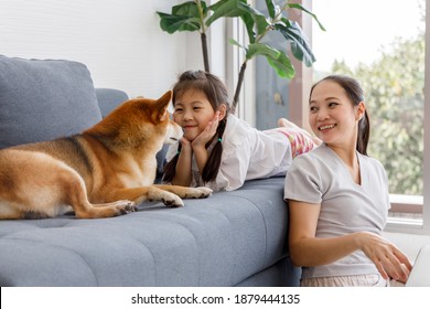 Asian mother and daughter looking at Shiba Inu lying on sofa in living room. Concept family with dog at home.