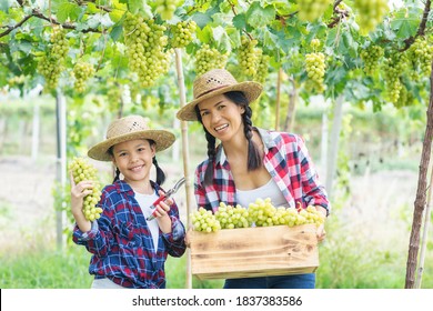 Asian Mother Parent Give Bunch Of Green Grapes Harvested By Together To Her Child Daughter. Asia Gardener Mom And Kid Girl  Harvest, Reap, Or Gather Green Grapes At Vineyard Fruit Farm. 