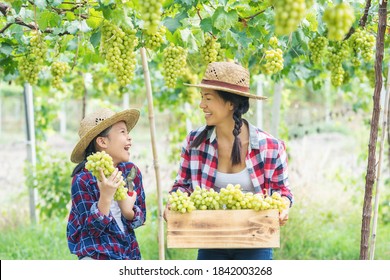 Asian Mother Parent Give Bunch Of Green Grapes Harvested By Together To Her Child Daughter. Asia Gardener Mom And Kid Girl  Harvest, Reap, Or Gather Green Grapes At Vineyard Fruit Farm. 