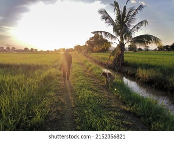 Asian Old Elderly Female Elder Woman Walking With Dog In Rice Paddy Field At Sunset. Senior Leisure Lifestyle