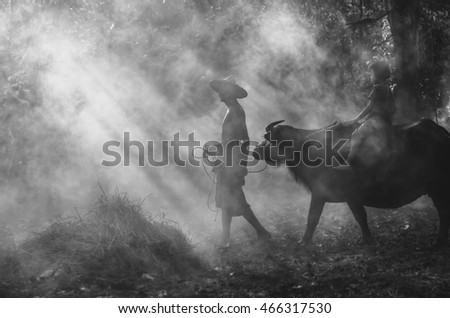 Asian old man walking with girl riding buffalo over the ray of sun background,black and white tone, Countryside Lifestyle concept