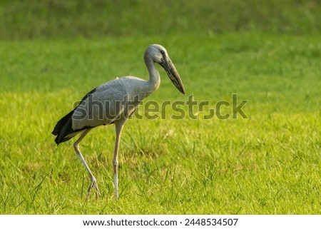 The Asian Openbill (Anastomus oscitans) is a distinctive stork species characterized by its unique bill, which has a distinctive gap between the upper and lower mandibles, resembling a 'bill clasp'
