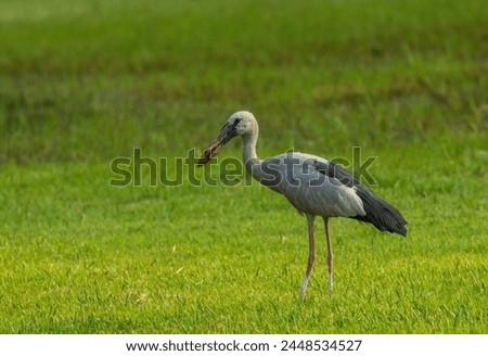 The Asian Openbill (Anastomus oscitans) is a distinctive stork species characterized by its unique bill, which has a distinctive gap between the upper and lower mandibles, resembling a 'bill clasp'