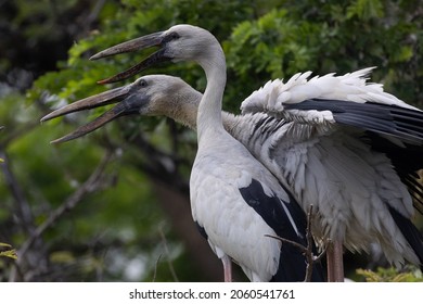 Asian Openbill In Bueng Boraphet, Thailand