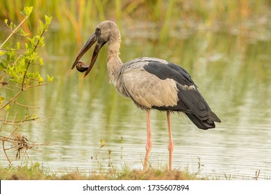 Asian Openbill Stork (Anastomus oscitans) - Shutterstock ID 1735607894