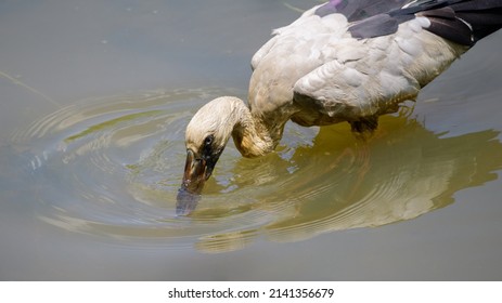 Asian Openbill Stork Bird Hunting Fish In A Shallow Water Stream, Plunge Its Beak Under The Water.