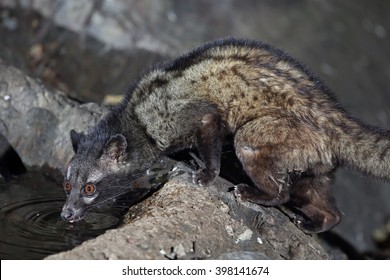 Asian Palm Civet