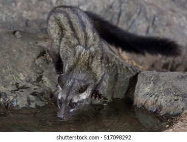  Asian Palm Civet