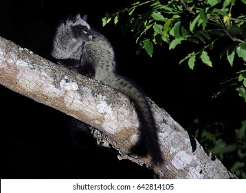 Asian Palm Civet