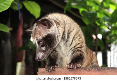 Asian Palm Civet (Civet Cat). Produces Kopi Luwak. Luwak Coffee Is World Most Expensive Coffee 