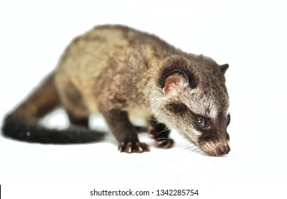 palm civet