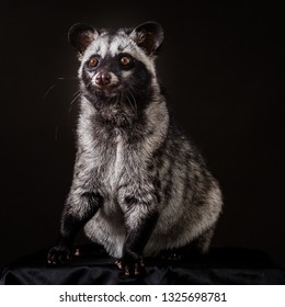 Asian Palm Civet 
Paradoxurus Hermaphroditus