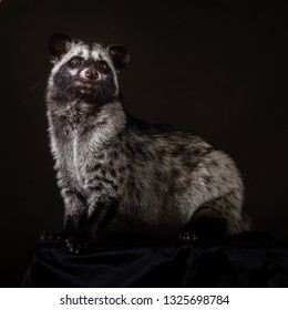 Asian Palm Civet 
Paradoxurus Hermaphroditus