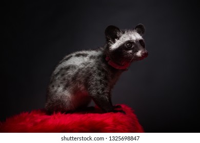 Asian Palm Civet 
Paradoxurus Hermaphroditus