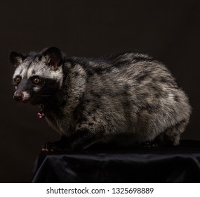 Asian Palm Civet 
Paradoxurus Hermaphroditus