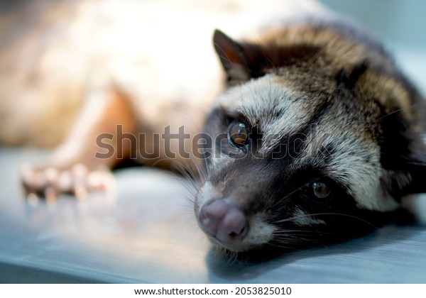 palm civet