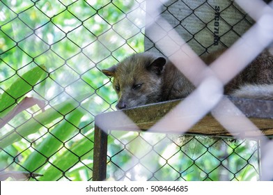 Asian Palm Civet Produces Kopi Luwak Stock Photo 508464685 | Shutterstock