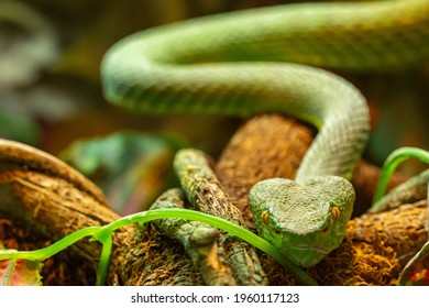 297 Palm Pit Viper Images, Stock Photos & Vectors | Shutterstock