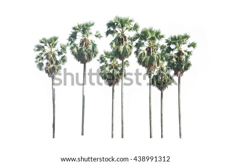 Asian Palmyra palm, Toddy palm, Sugar palm, on white background