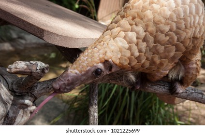 Asian Pangolin Manis species