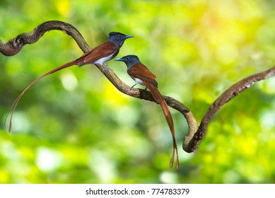 Asian Paradise Flycatcher ,Pair Of Birds