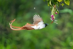Asian Paradise-flycatcher Feed On Insects And Worms