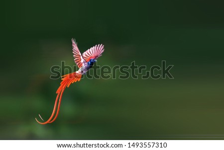 Asian Paradise-Flycatcher flying in the sky