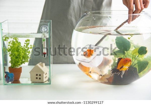 Asian People Happy Fun Decorate Aquarium Stock Photo Edit Now