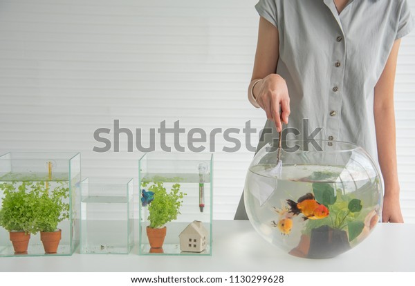 Asian People Happy Fun Decorate Aquarium Stock Photo Edit Now