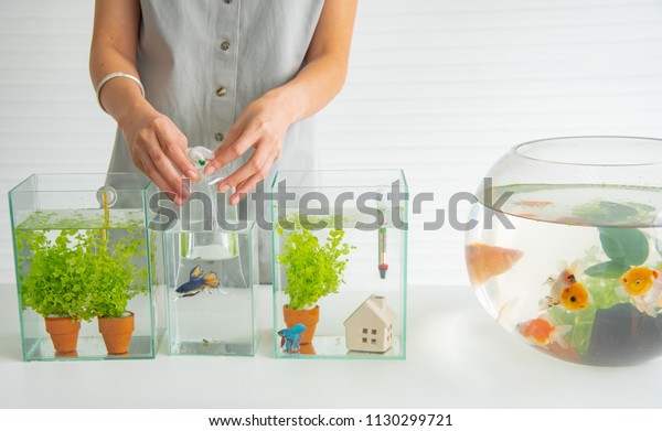 Asian People Happy Fun Decorate Aquarium Stock Photo Edit Now