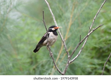 Asian Pied starling (Gracupica contra) - Shutterstock ID 1979143958