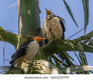 A Asian Pied Starling resting on a palm tree