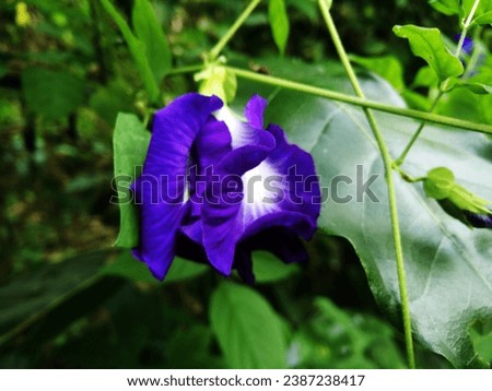 Asian pigeonwings, bluebell vine, blue pea, butterfly pea, Cordofan Pea, Darwin pea the herble and medicine flower - Clitoria ternatea
