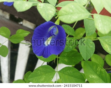 Asian pigeonwings or clitoria flower. Butterfly flower. Bunga telang.