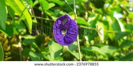 Asian Pigeonwings or Clitoria Ternatea is a Fabaceae Family Species flowering plant. It is also known Bluebellvine, Blue Pea, Butterfly Pea, Darwin Pea or Cordofan Pea.