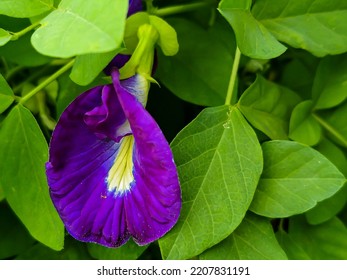 An Asian Pigeonwings Flower Growing In The Yard