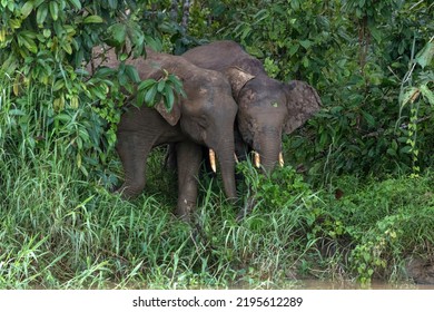 Asian Pygmy Elephant In Borneo