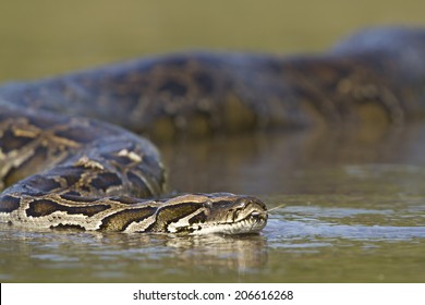 Asian python specie Python molurus, in Nepal 