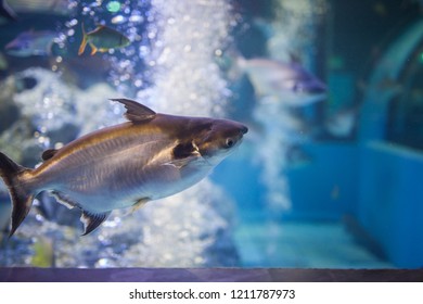 Asian River Fish Aquarium Stock Photo 1211787973 | Shutterstock