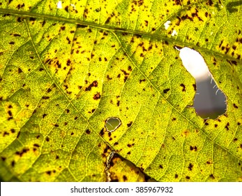 Asian Rust (Phakopsora Pachyrhizi) On Soy Leaf