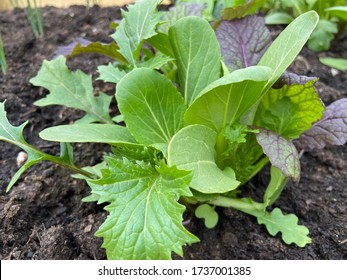 Asian Salad Green And Lettuce Mix Growing Veg Patch In Rural England