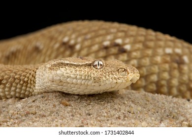 Asian Sand Viper (Eristicophis Macmahoni )