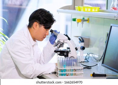 Asian Scientist Working In Lab. Doctor Making Microbiology Research. Laboratory Tools: Microscope, Test Tubes, Equipment. Biotechnology, Chemistry, Bacteriology, Virology, Dna And Health Care.