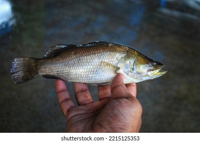 Asian Sea Bass Bekti Fish In Hand In Nice Blur Background HD