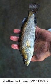 Asian Sea Bass Bekti Fish In Hand In Nice Blur Background HD