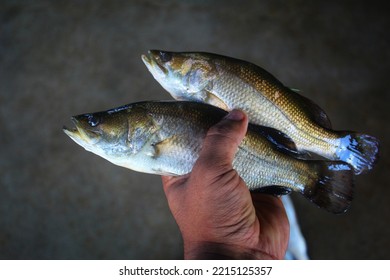 Asian Sea Bass Bekti Fish In Hand In Nice Blur Background HD