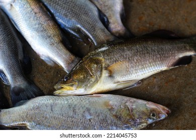 Asian Sea Bass Fish On Ground In Indian Fish Market