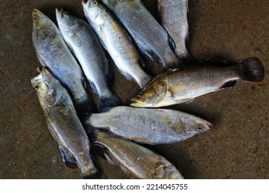 Asian Sea Bass Fish On Ground In Indian Fish Market